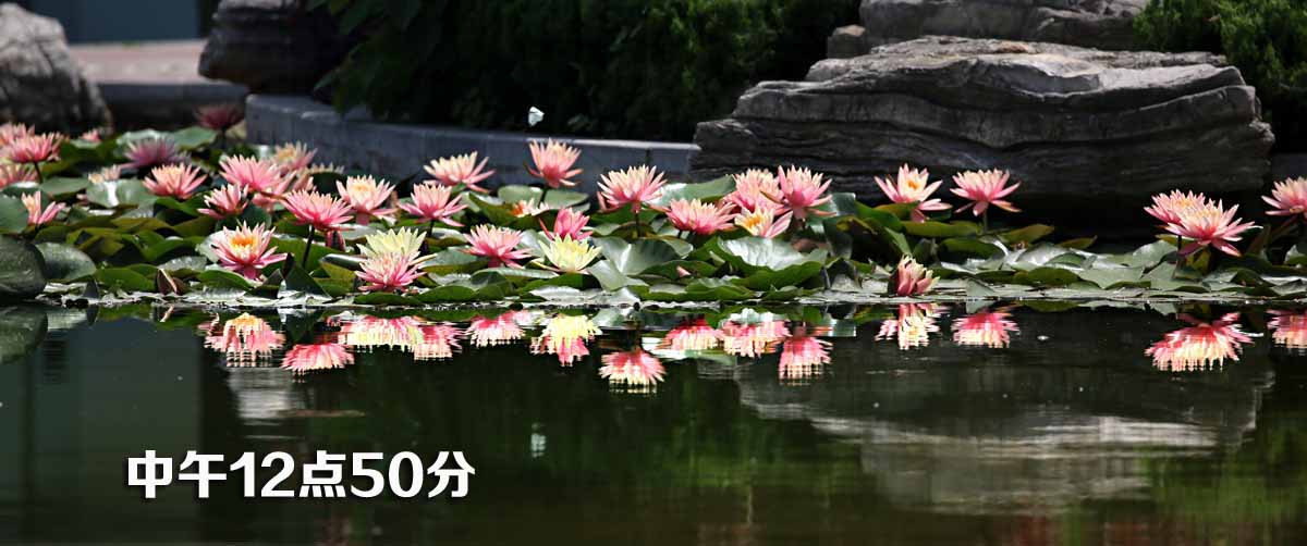 睡莲和荷花的区别在哪,睡莲与荷花有什么区别和联系