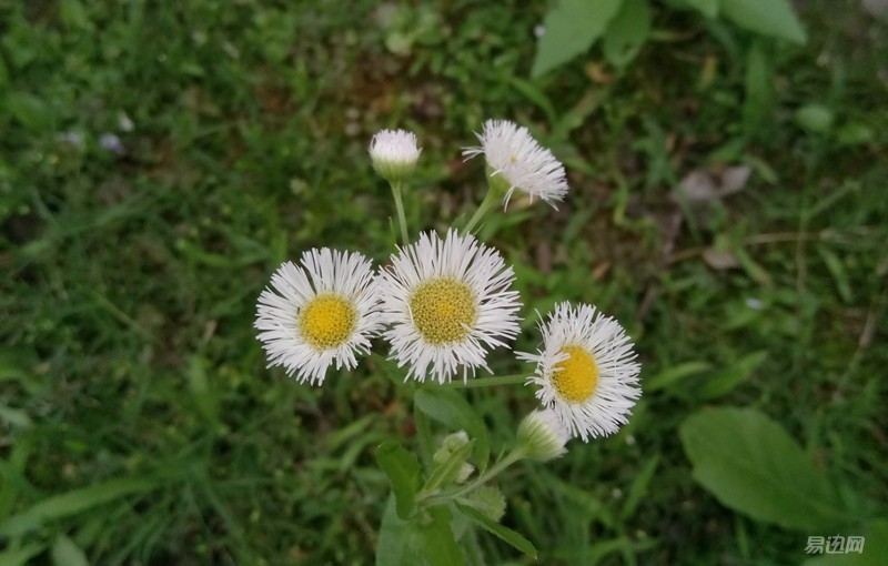 乐2什么时候发布的,乐2值多少钱