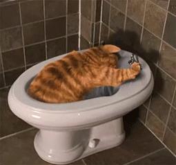 趣说猫历史|原来所有猫咪中性格最好的是你呀！