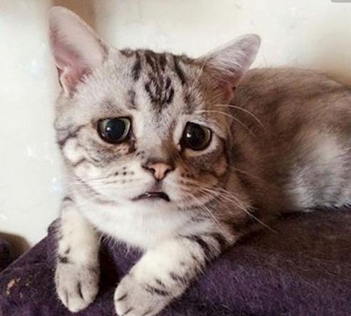 铲屎官回家看到这一幕,铲屎官回家的反应