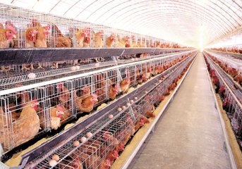 家禽养殖业模式是什么,生鲜家禽销售的痛点