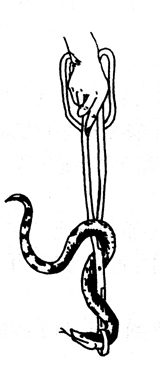 五步蛇的抓捕方法,捕捉五步蛇最好方法