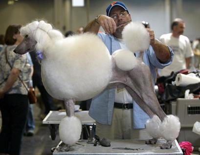 给宠物剪毛注意事项,给宠物剪毛怎么才能剪平整