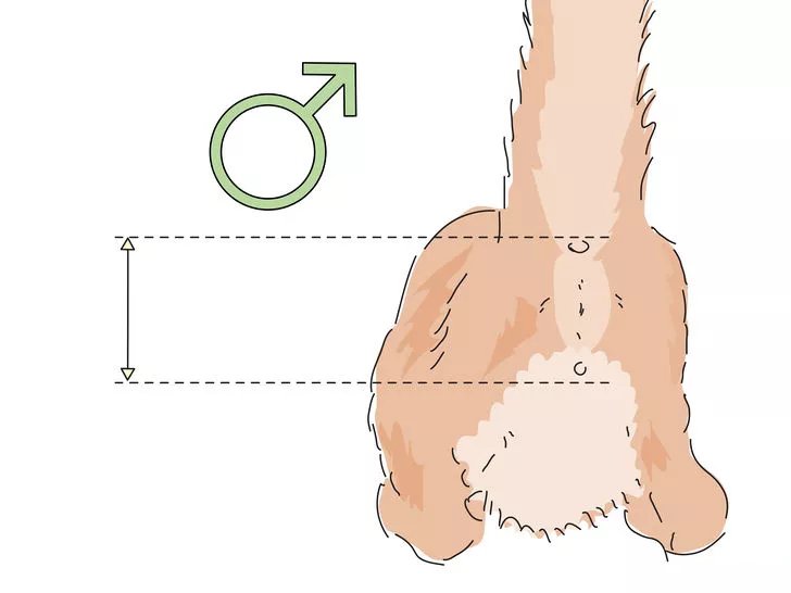 怎么识别小猫多大,怎么分辨小猫猫的性别