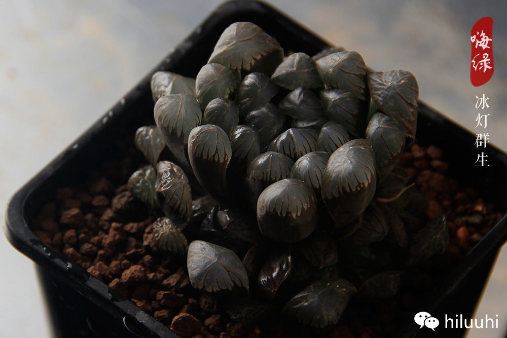 冰灯玉露多肉介绍,多肉冰灯玉露多长时间爆盆