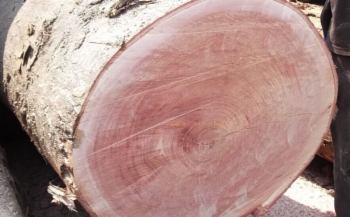 胡桃木和桃花心木哪种木材好,桃花心木是什么木材