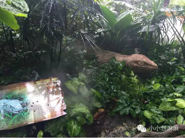 广州长隆动物园一日游攻略,长隆动物园和海洋公园哪个值得去