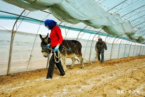 天下第一菜的西瓜视频,天下第一瓜只有在磴口能吃上