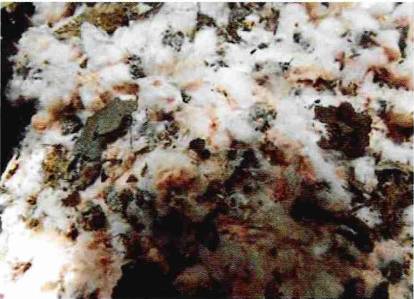 草履蚧怎么治疗最有效,核桃树草履蚧壳虫怎么治