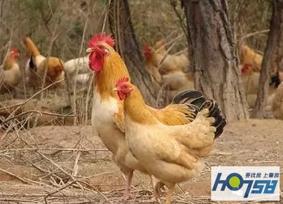 广东封开乡下农产品,肇庆封开县美食推荐馋到流口水