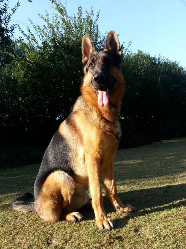 德牧一个礼拜不洗澡就臭,德牧洗澡后身上有臭味怎么办