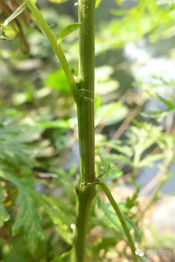 清华地理笔记,黄花蒿与野艾蒿