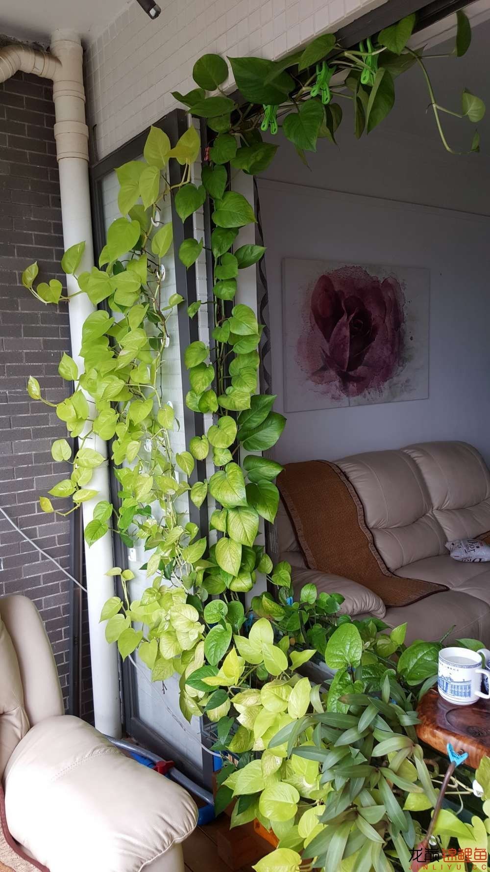 子母生态缸丨庭院深，深，深几许？