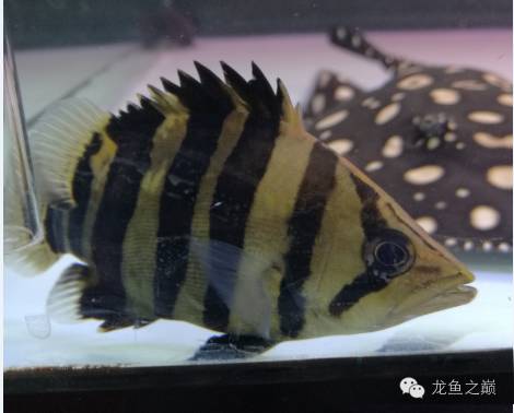 慢慢爱上养鱼,年纪到了爱上养鱼