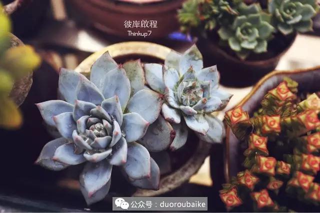 肉肉养在露台夏季要遮阳吗,露养夏天也不遮阳吗