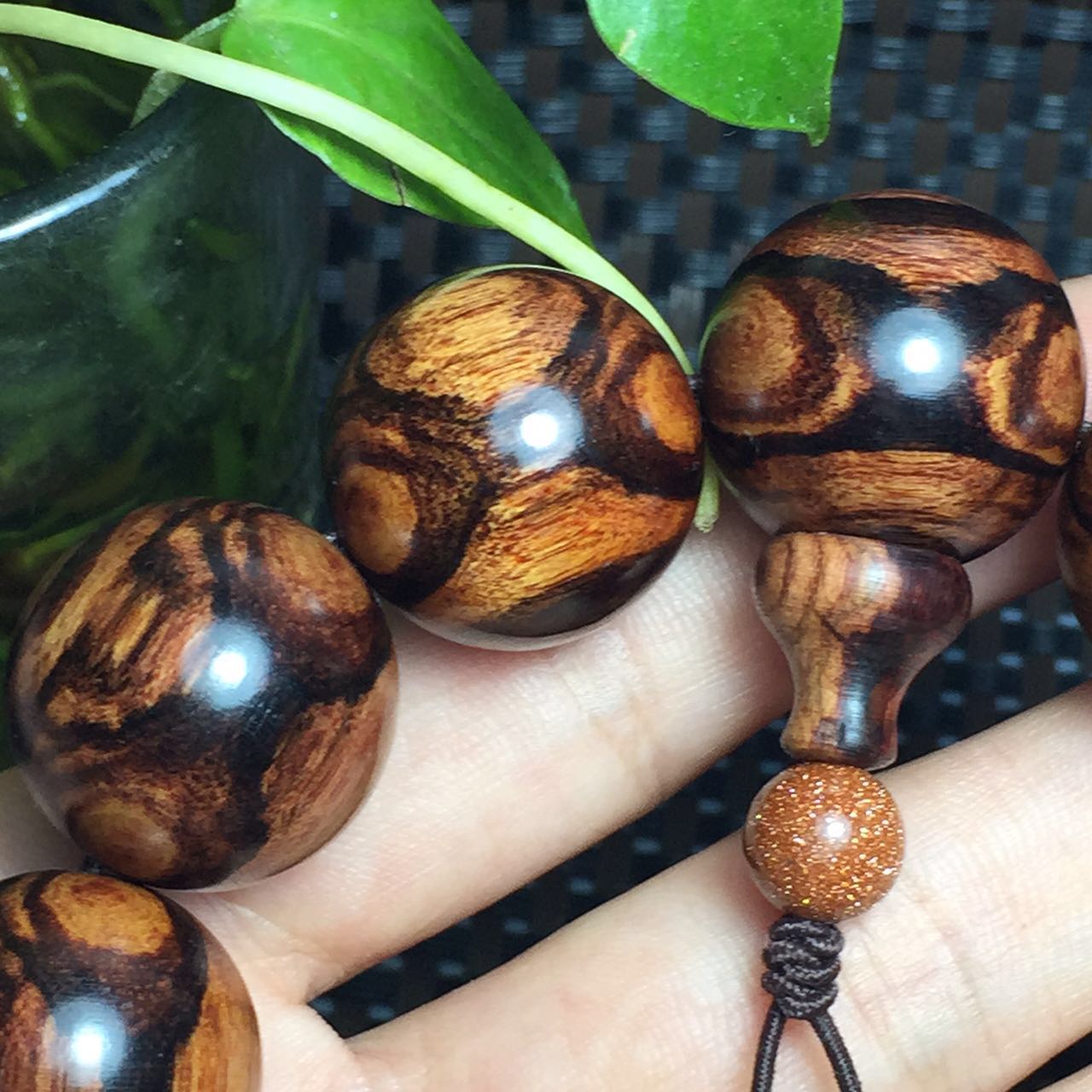 紫檀柳与海黄,紫檀柳对比海黄