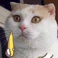很火的动态小猫表情包,喵喵喵表情包动态