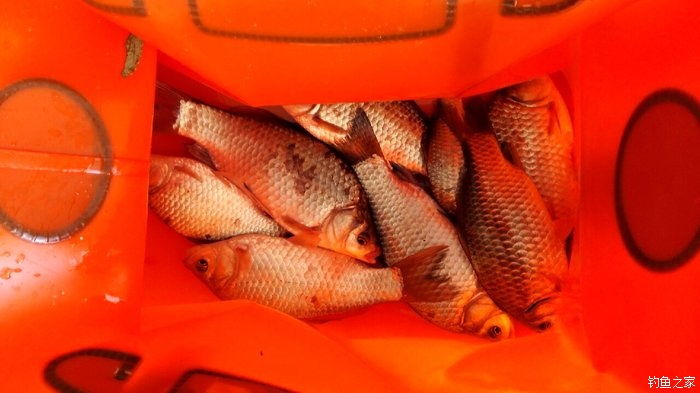 秋浦河冬钓板鲫,夜钓王二河图片