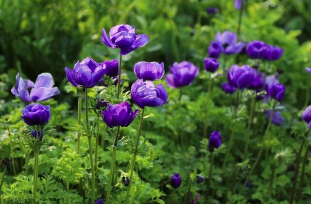 13种寓意最好的花,盆栽开紫色花的花卉有哪些