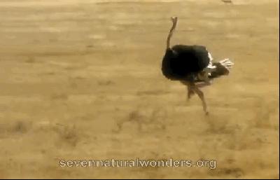 5个不为人知的动物界冷知识,十个你不知道的动物界冷知识