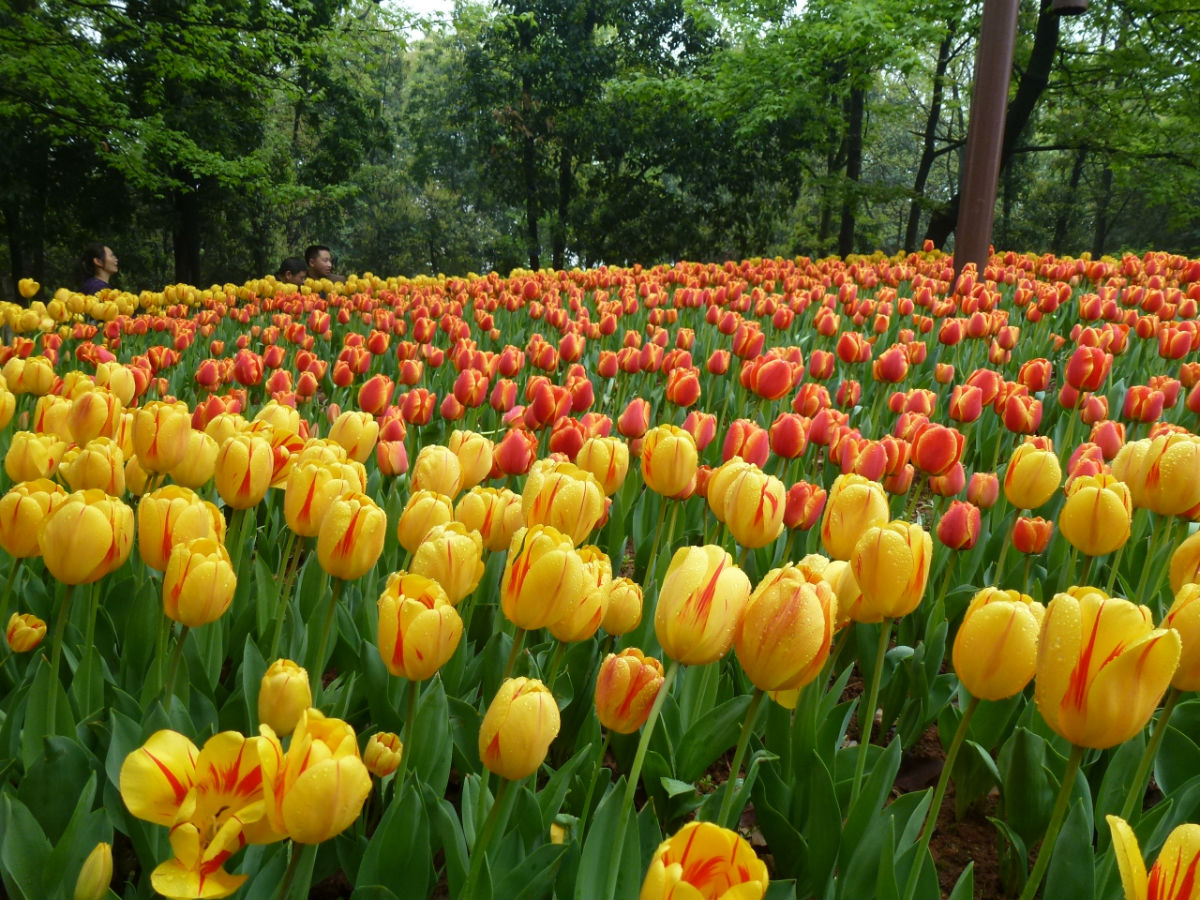 长沙拍婚纱照外景推荐,外景婚纱照找哪家