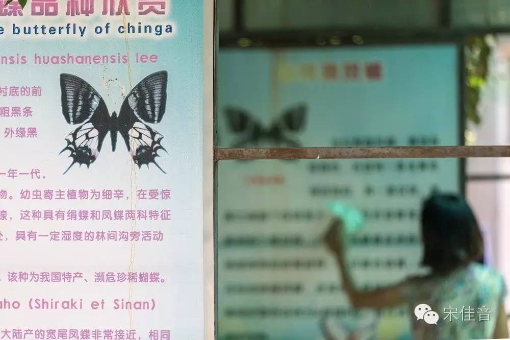 死的蝴蝶怎么让它复活,死的蝴蝶要怎么样活过来