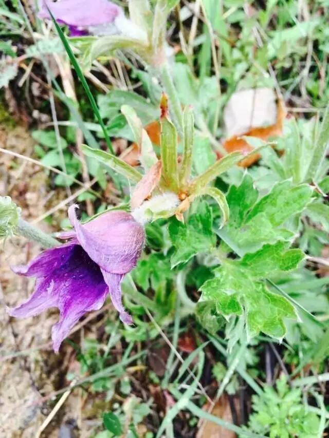 可以入药的紫色的花,看看有什么植物是做药材的