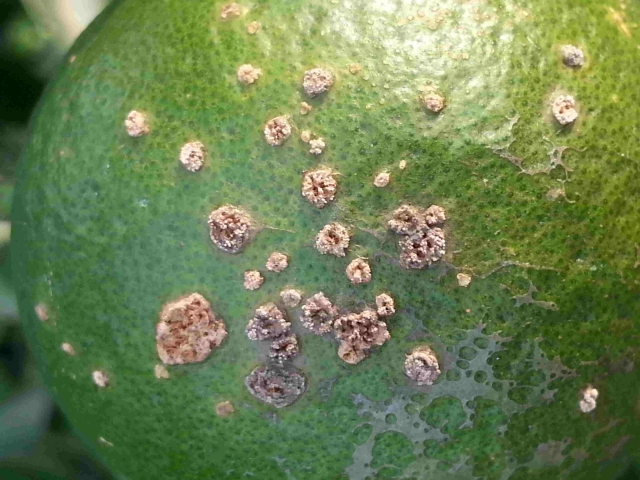 轻松七步走，让脐橙和溃疡病大声说拜拜