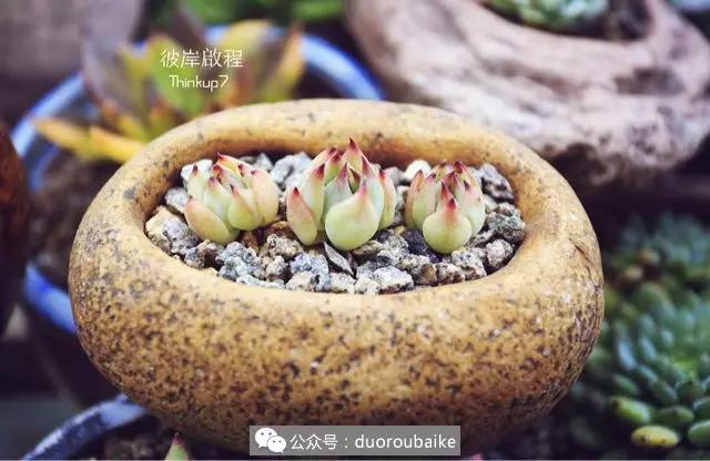 肉肉养在露台夏季要遮阳吗,露养夏天也不遮阳吗