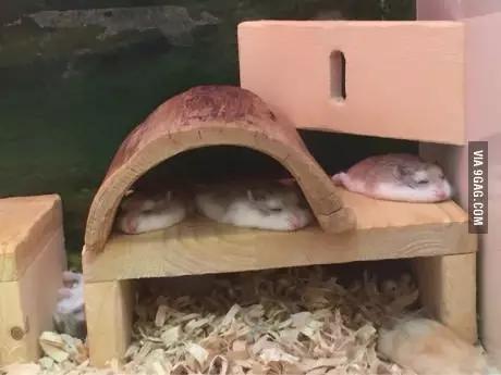 汝非瓜，焉知瓜之不应乎？