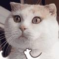 很火的动态小猫表情包,喵喵喵表情包动态