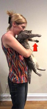 宠物噎住怎么挽救,如何正确处理宠物突发意外