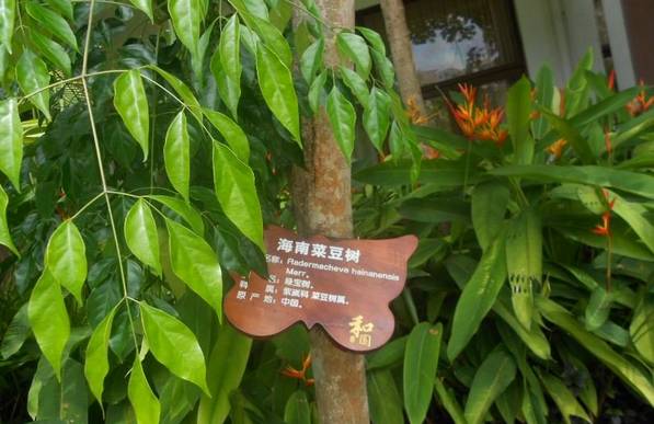 绿宝室内养殖叶子慢慢发黄,绿宝在北方的养殖方法