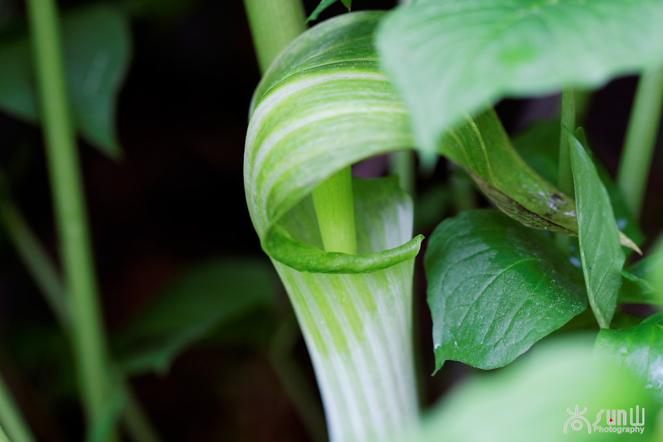 以毒攻毒中医可靠吗,以毒攻毒的药材