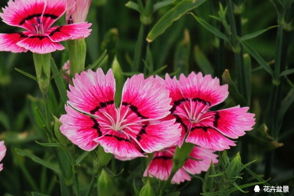 石竹花寓意代表富贵吗,石竹花卉有哪些特点呢