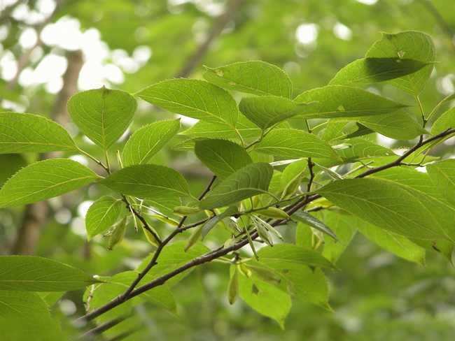 颈椎病引起肩膀酸痛的中药配方,颈椎引起头痛头晕可以吃中药吗