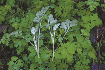 走进春天的田野听一听野菜的故事
