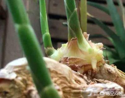 生姜干瘪了是什么原因,怎样储存生姜保鲜不发霉不干瘪