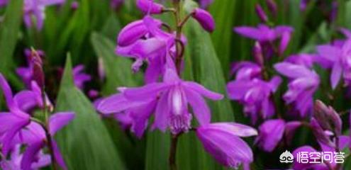 2023紫花白芨种苗批发价多少一棵,白芨种苗多少钱一亩