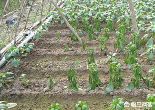 辣椒烂秧要重视，注意到这些问题，就能解决