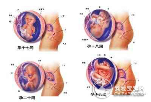 孕5个月的胎儿注意什么事项,怀孕五个月的注意事项