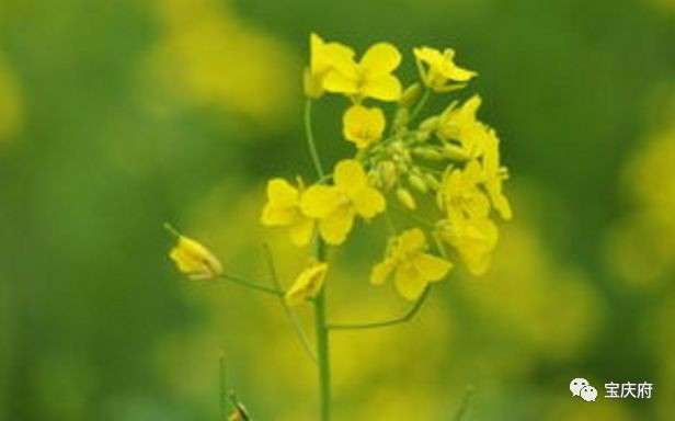 怀化溆浦县山背梯田全景,溆浦山背梯田
