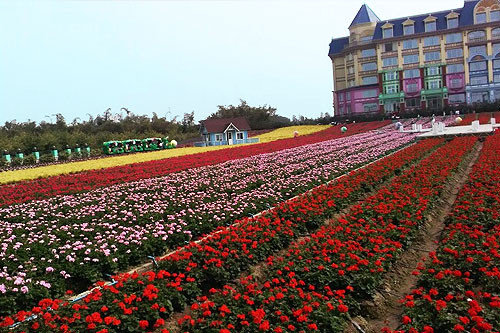 广州南沙新万顷沙百万葵园,看100年的历史去广州