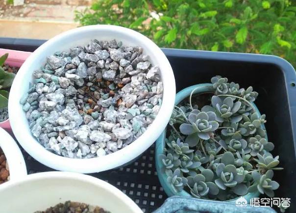 刚移栽的多肉长气根,多肉养了半年只长个子不长根
