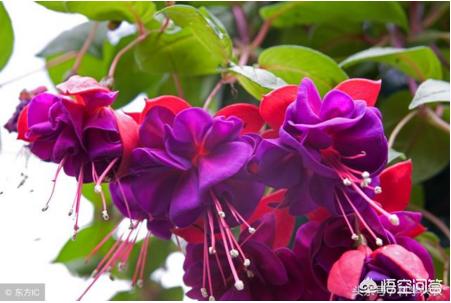 倒挂金钟叶子发蔫能喷水吗,倒挂金钟肥料上多了怎么办