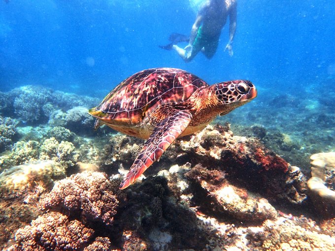 【自助婚纱】菲律宾杜马盖地地区9天8夜蜜月游-详细攻略+大量自拍婚纱照