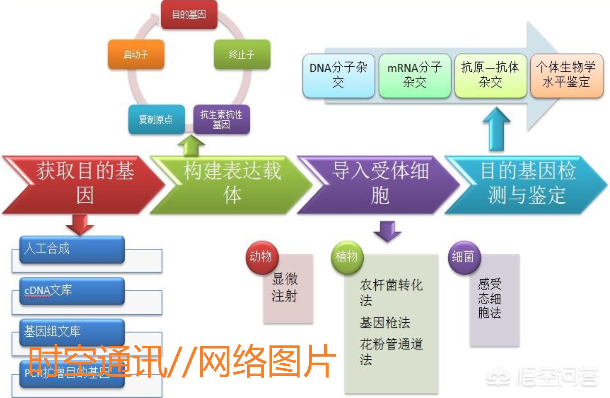 聊一下什么是转基因,揭露转基因的真面目