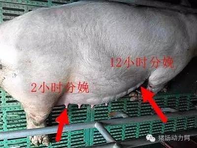 如何给母猪接生过程,母猪接产注意哪些