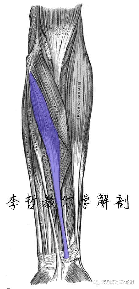 右正中神经在哪里,正中神经手部分支