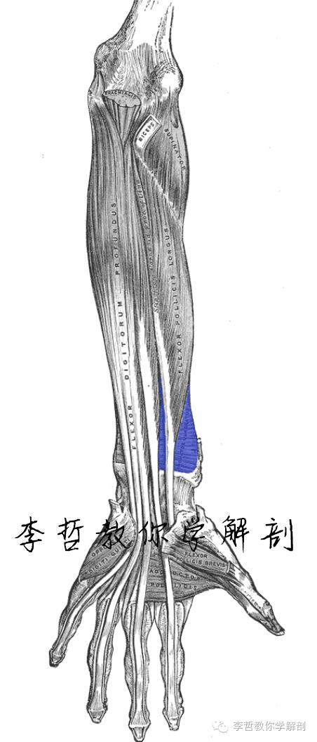 右正中神经在哪里,正中神经手部分支
